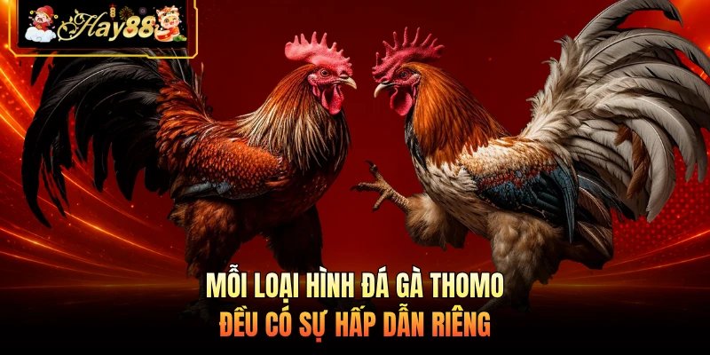 Mỗi loại hình đá gà Thomo đều có sự hấp dẫn riêng