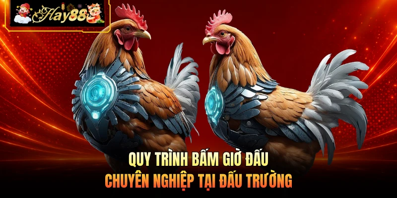 Quy trình bấm giờ đấu chuyên nghiệp tại đấu trường