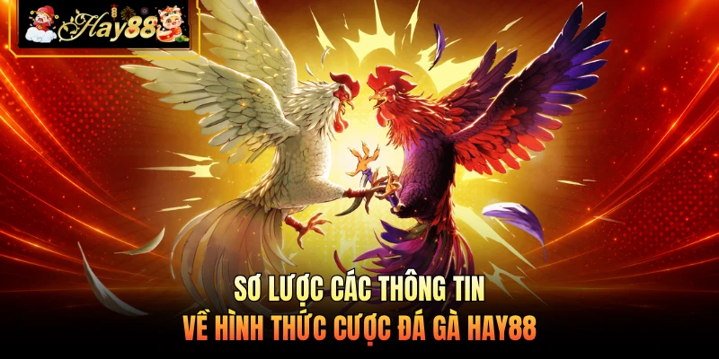 Sơ lược các thông tin về hình thức cược đá gà HAY88