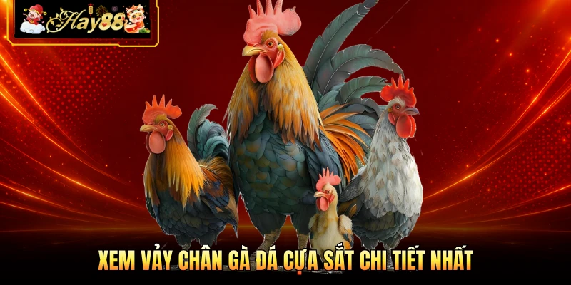 Xem vảy chân gà đá cựa sắt chi tiết nhất